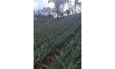 VENDO TERRENO EN LA CHORRERA LOS COROSALES 1 HECTREA CON SEMBRADO