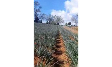 VENDO TERRENO EN LA CHORRERA LOS COROSALES 1 HECTREA CON SEMBRADO