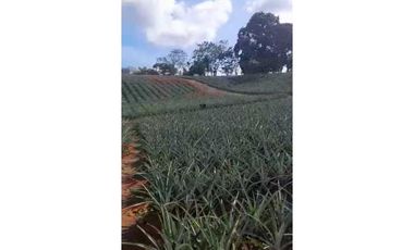 VENDO TERRENO EN LA CHORRERA LOS COROSALES 1 HECTREA CON SEMBRADO