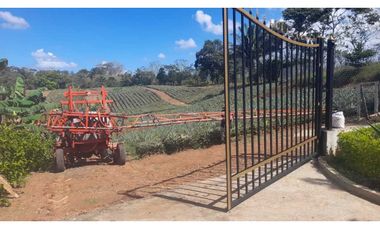 VENDO TERRENO EN LA CHORRERA LOS COROSALES 1 HECTREA CON SEMBRADO