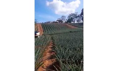 VENDO TERRENO EN LA CHORRERA LOS COROSALES 1 HECTREA CON SEMBRADO