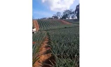 VENDO TERRENO EN LA CHORRERA LOS COROSALES 1 HECTREA CON SEMBRADO