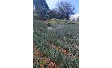 VENDO TERRENO EN LA CHORRERA LOS COROSALES 1 HECTREA CON SEMBRADO