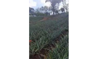 VENDO TERRENO EN LA CHORRERA LOS COROSALES 1 HECTREA CON SEMBRADO
