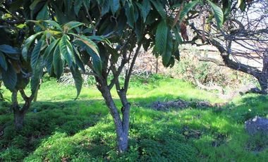 Sitio con 2 casas antiguas venta en Quilpué, sector Retiro.