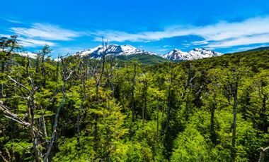 Venta terreno/Bosque   Aysén en conservación