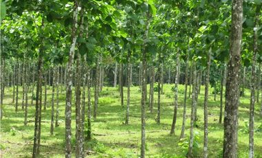 Terreno en La Arenosa