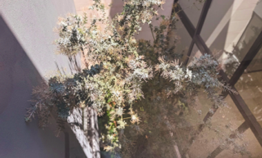 Casa de 4 recamaras en San Angel V hab en planta baja y con Rooftop