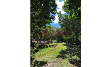 Paraíso Eco-Productivo En Tarapoto: Finca  De 03 Hectáreas De Frutales Y Acceso A Quebrada