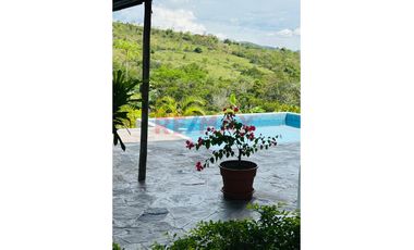 Paraíso Eco-Productivo En Tarapoto: Finca  De 03 Hectáreas De Frutales Y Acceso A Quebrada