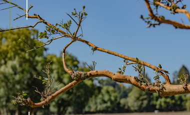 Parcela en Venta en Sector Paraguay Chico
