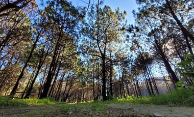 Venta  de Terreno en el Bosque de la Primavera En Jalisco Lote 2