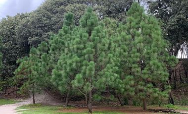Venta  de Terreno en el Bosque de la Primavera En Jalisco Lote 2