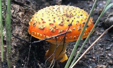Venta  de Terreno en el Bosque de la Primavera En Jalisco Lote 2
