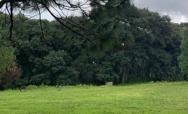 Venta  de Terreno en el Bosque de la Primavera En Jalisco Lote 2