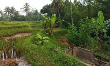 Dijual Sawah Luas Murah Bisa Dijadikan Perumahaan Investasi Terbaik