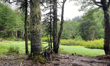 Agrícola en Venta en A 100 Km aprox. desde Temuco, Sector Molulco