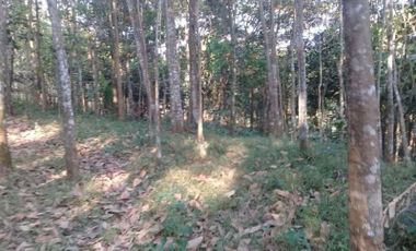 Cheap land for sale 40 ha in Cikalongkulon Cianjur City