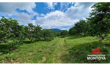 Finca productiva tecnificada exportadora en Santa Rosa de Cabal