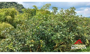 Finca productiva tecnificada exportadora en Santa Rosa de Cabal