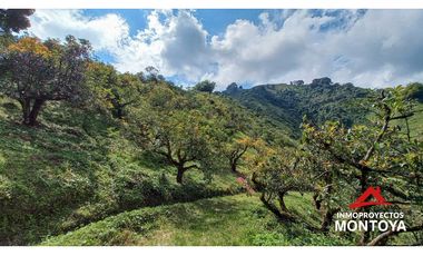 Finca productiva tecnificada exportadora en Santa Rosa de Cabal