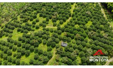 Finca productiva tecnificada exportadora en Santa Rosa de Cabal
