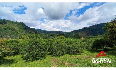 Finca productiva tecnificada exportadora en Santa Rosa de Cabal