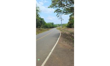 VENDO FINCA DE 65 HAS  CHIRIQUI