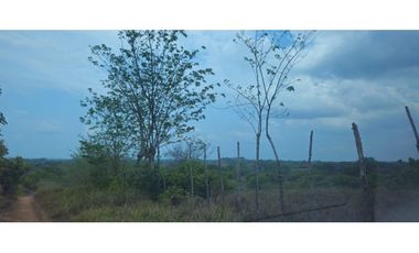 VENDO FINCA DE 65 HAS  CHIRIQUI