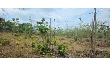 VENDO FINCA DE 65 HAS  CHIRIQUI