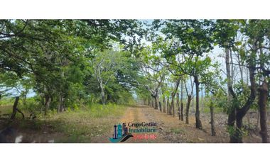 VENDO FINCA DE 65 HAS  CHIRIQUI