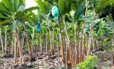 VENTA de FINCAS en PEREIRA