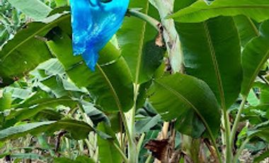 VENTA de FINCAS en PEREIRA