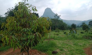MURAH LAHAN KAVLING KEBUN PRODUKTIF DI BOGOR TIMUR