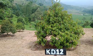 MURAH LAHAN KAVLING KEBUN PRODUKTIF DI BOGOR TIMUR