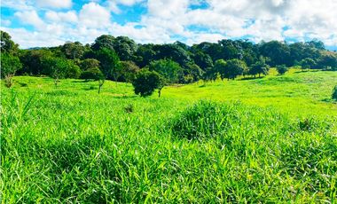 Venta de Finca Alto de Monte Lirio Tierras Altas Chiriqui
