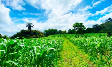 Venta de Finca Alto de Monte Lirio Tierras Altas Chiriqui