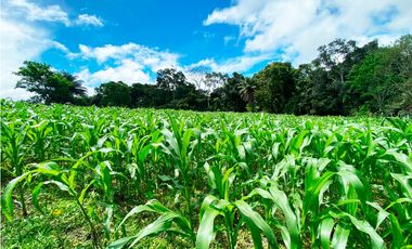 Venta de Finca Alto de Monte Lirio Tierras Altas Chiriqui