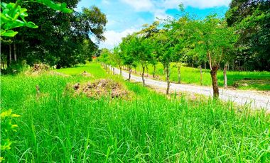 Venta de Finca Alto de Monte Lirio Tierras Altas Chiriqui