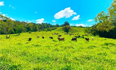 Venta de Finca Alto de Monte Lirio Tierras Altas Chiriqui