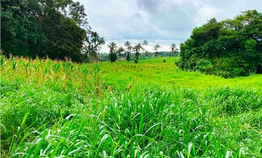 Venta de Finca Alto de Monte Lirio Tierras Altas Chiriqui