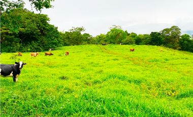 Venta de Finca Alto de Monte Lirio Tierras Altas Chiriqui