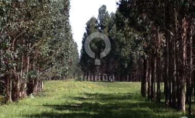Campo - Necochea