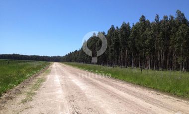 Campo - Necochea