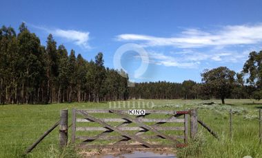 Campo - Necochea