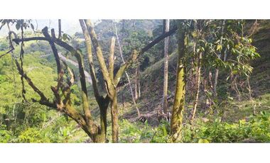 VENTA LOTE TITIRIBI, SUROESTE ANTIOQUEÑO