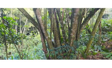 VENTA LOTE TITIRIBI, SUROESTE ANTIOQUEÑO