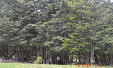 Sitio en Venta en Rio Panqui