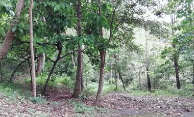 land for sale cheap price river and jungle view in Bali