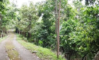 land for sale cheap price river and jungle view in Bali
